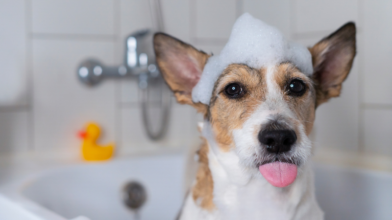 How Often Should You Bathe Your Dog