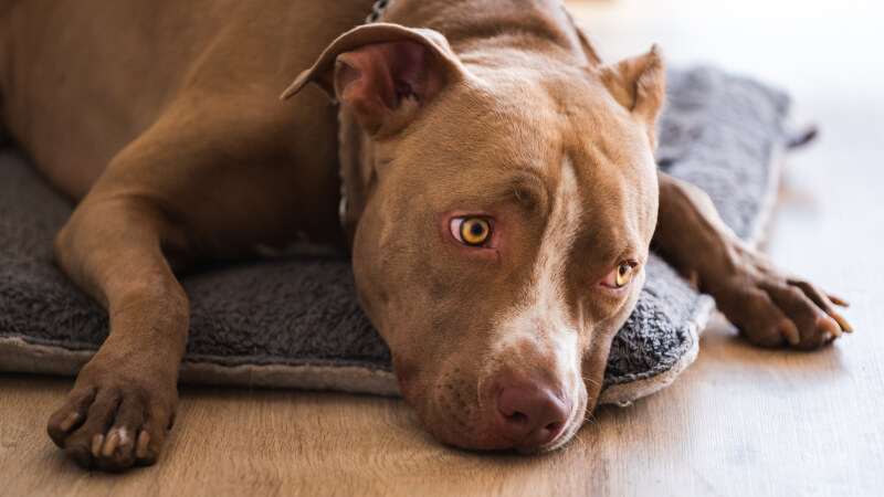 10 Signs Your Dog is Dying