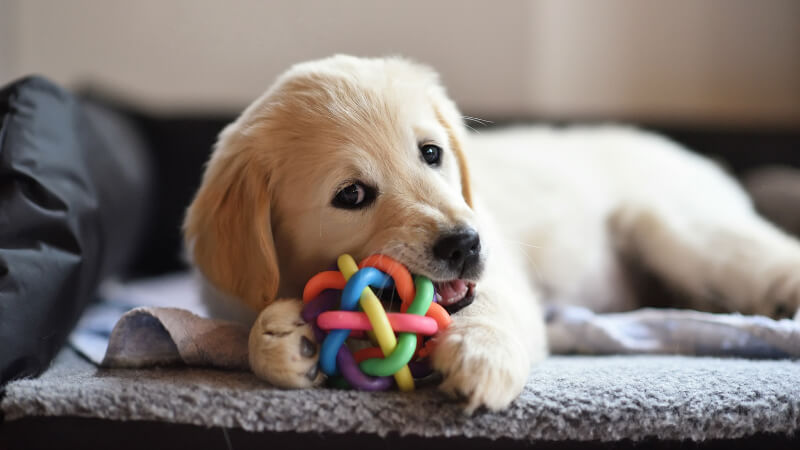 5 Fun Brain Games for Dogs