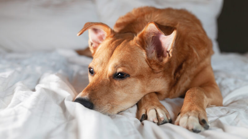 How To Tell If A Dog Is In Pain: 7 Common Warning Signs