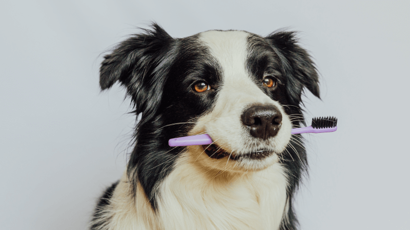 How to Clean Dog Teeth Without Brushing