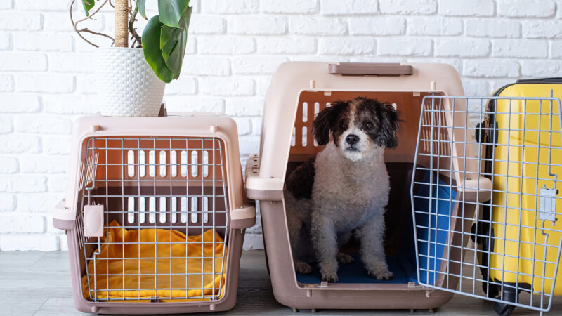 How to Crate Train Your Puppy?