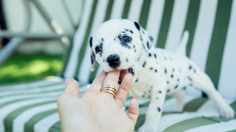 How to Stop a Puppy from Biting and Nipping