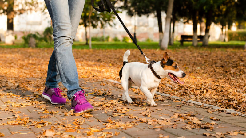 How to Teach a Dog to Heel Perfectly